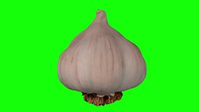 Realistic render of a rotating garlic head on green background. The video is seamlessly looping, and the object is 3D scanned from a real head of garlic.
