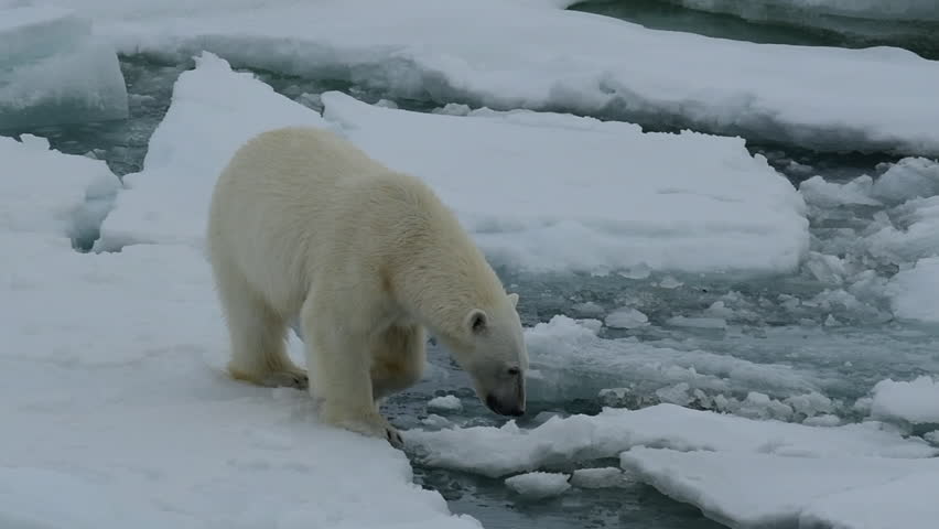Polar bear walking in an arctic. Royalty-Free Stock Footage #1013908814