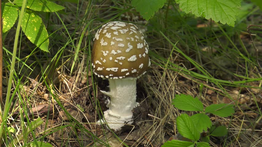 Fungus Amanita. Close up.