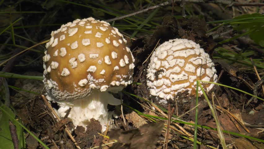 Fungus Amanita. Close up.