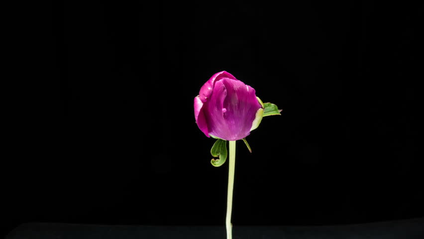Timelapse of pink peony flower blooming on black background. Blooming peony flower open, time lapse, close-up. Wedding backdrop, easter, spring, Valentine's Day concept. 4K UHD video timelapse