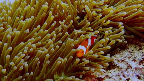False Clown fish family known as nemo fish on pink-green Anemone