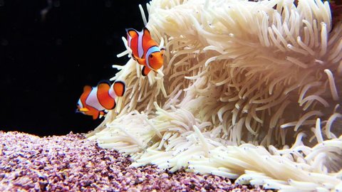 Clown Fish in anemone coral