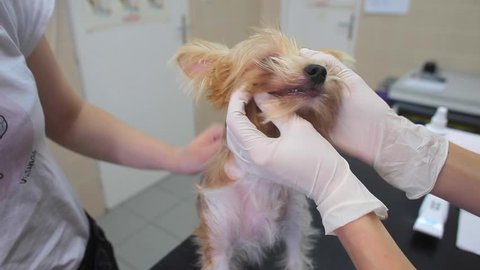 Vet examining teeth of little cute breed dog.  Regular veterinary examinations of pets for the purpose of prevention and treatment concept. Zoonotic transmission coronavirus infection covid-19.