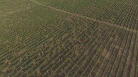 Aerial travel drone view of grape vineyard farms. Green vine leaves with warm sunset light. Aerial video from drone.