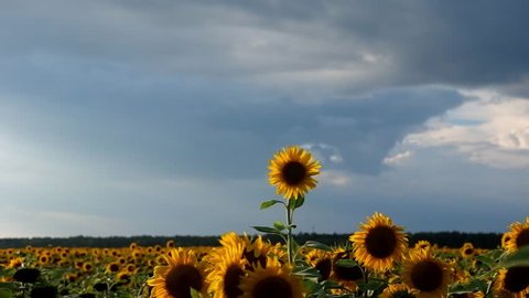 a sunflower in the field is waving in the wind