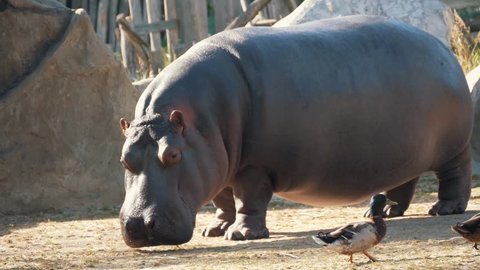 Thick Charming Hippo Zoo Summer Stock Footage Video (100% Royalty-free 