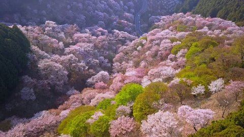 Aerial shot over Yoshino mountains covered by full blossom cherry trees and Cryptomeria Japonica cypress, Nara province, Japan. Unesco World Heritage