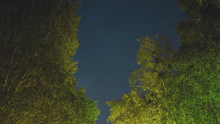 Timelapse shot of the night sky as seen under the forest with beautiful color and extreme detail as the stars whirl above the leaves as time lapses.