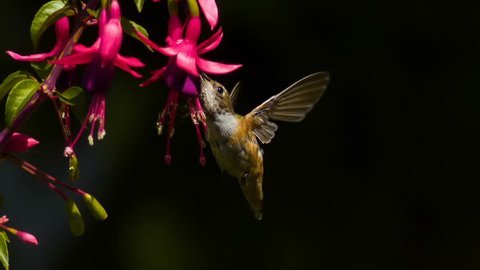 Hummingbird On Fuchsia Flower Slow Motion 1500fps