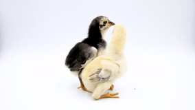 Video of adorable two baby chicks standing at studio. Isolated on white background.