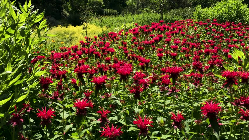 Red flower field with insects flying around