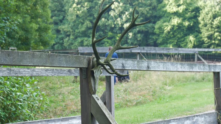an antler skull head hanging on a bridge in the green