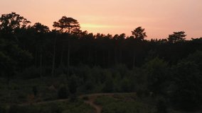 Drone footage (vertical raise) of the woods at sunrise.