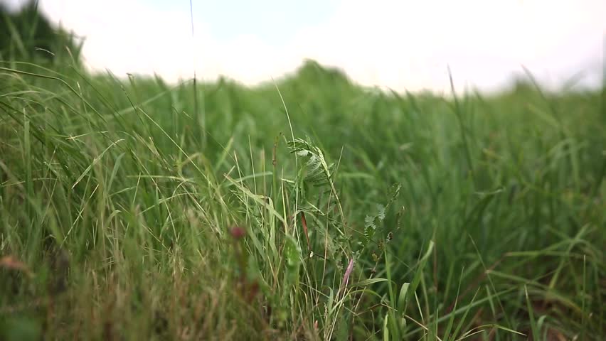 Field of green grass, a Nature Video by AlexanderDubrovsky