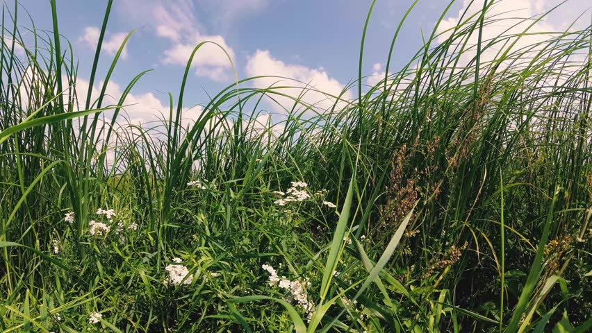 high grass in a field under a blue sky with clouds.