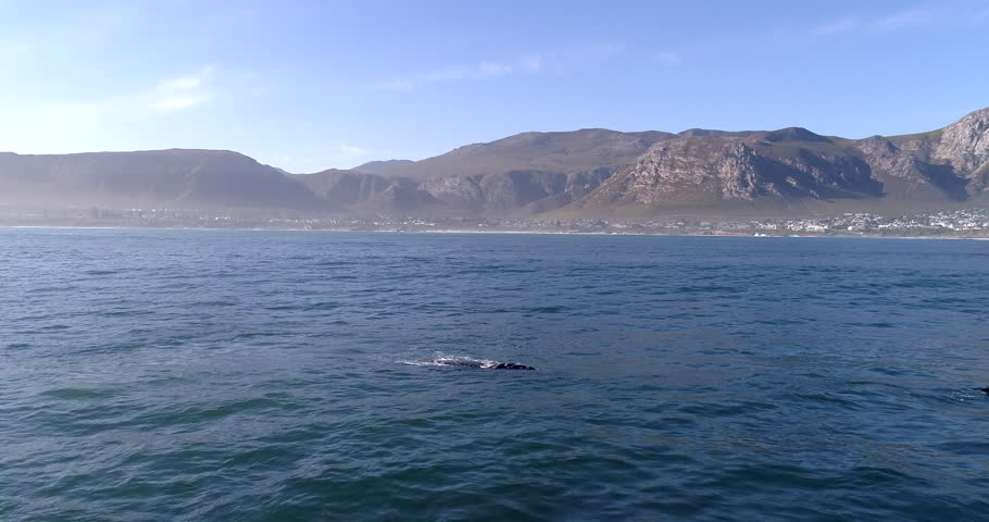 Southern Right Whale Spouting Aerial Shot in Hermanus Royalty-Free Stock Footage #1013945156