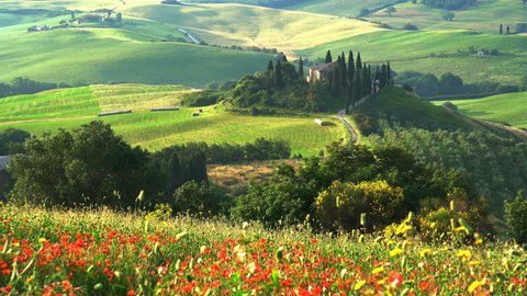 Beautiful landscape of hilly Tuscan Field with the red poppy flowers swaying in the wind, the farm house, the cypresses tree and the agricultural field, Tuscany, Italy