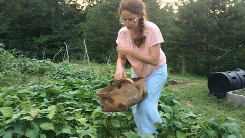 Young woman picking fresh green beans in the backyard garden