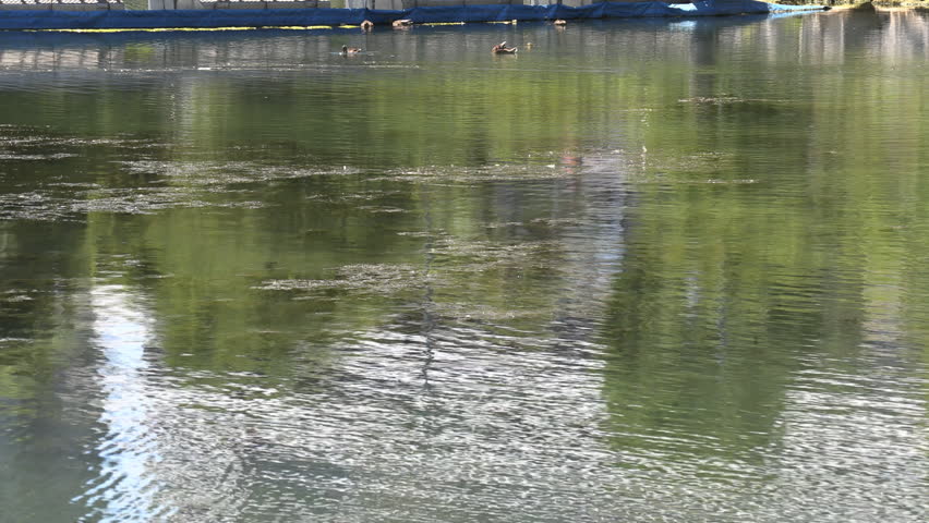 Toxic green algae in lake Ontario at Toronto during summer heatwave