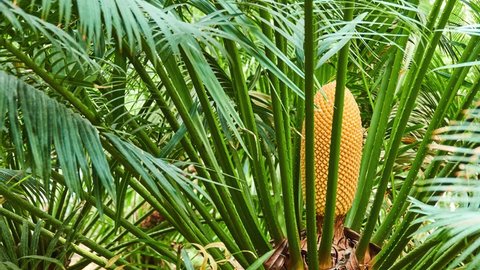 Cycas circinalis, queen sago, is species of cycad known in wild only from southern India.