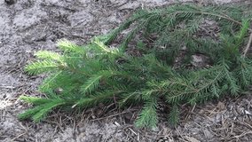 green spruce branch on dry grass in the forest