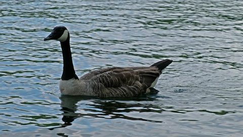 Canadian Goose swimming in a small pond.