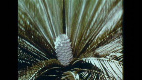 1960s: Zamia plant and cone. Inside of zamia seed cone. Ephedra plant.