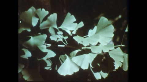 1960s: Gingko leaves on branches. Ginkgo seeds on branches.