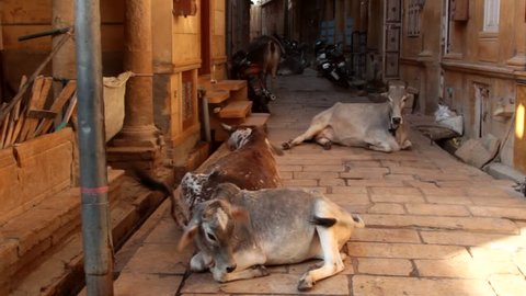 Cows freely recline in the narrow streets of Indian cities among cars and motorcycles, sacred cow. In the province of Rajasthan evening picture