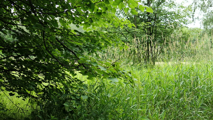 Summer Landscape With Trees And Grass Field