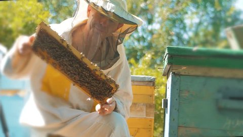 beekeeper holding a honeycomb full of bees. Beekeeper inspecting honeycomb frame at apiary. Beekeeping concept slow motion video lifestyle. beekeeper holding a honeycomb full of bees. Beekeeper
