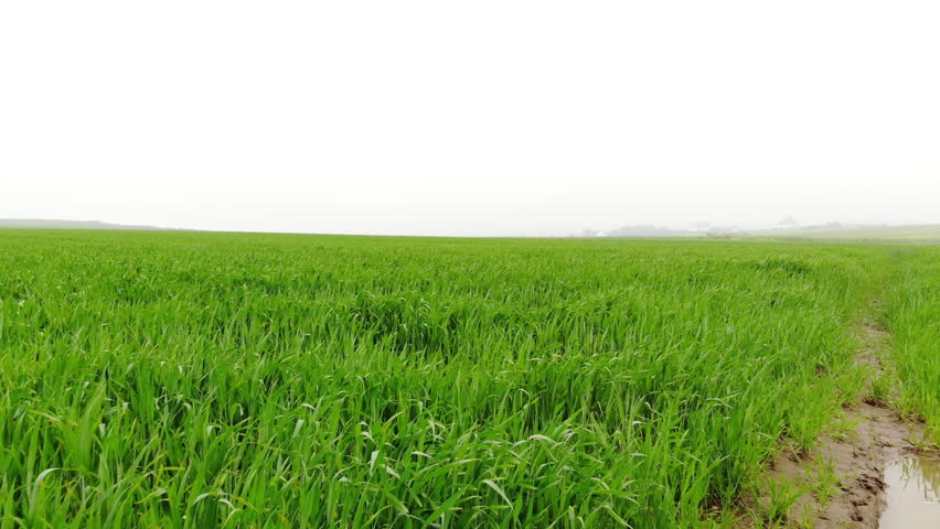 Aerial View Of An Empty Grass Field Royalty Free Video