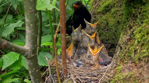Common blackbird (Turdus merula) feeding chicks in nest