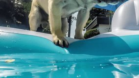 Little pug dog wants to have his toy. It is swimming in the pool. He tries to come to the toy with his paw. Funny video with unusual perspective.