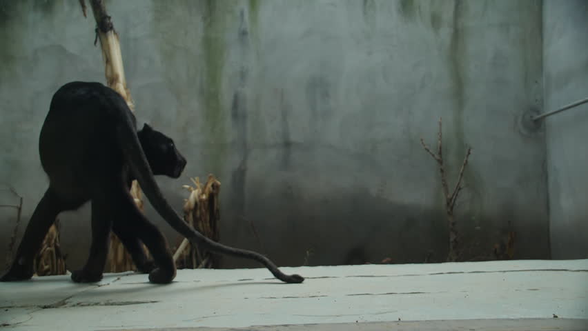 Black Puma walks in Slow Motion | Shutterstock HD Video #1013975543