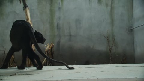 Black Puma walks in Slow Motion