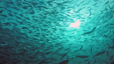 Huge schools of fusiliers and mackerels in the light-flooded ocean