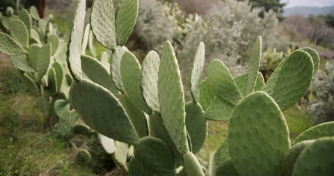 Close-up of prickly pear cactus with thorns in summer