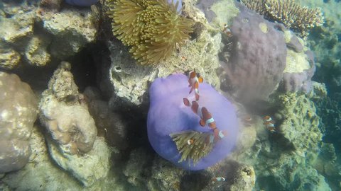 nemo fish, coral reef and anemone in karimunjawa sea of indonesia