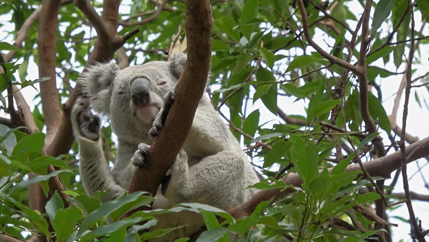 Cute Koala bear sitting on branch and scratching itself 