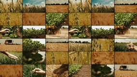 Agriculture and farming multiple screen video wall with various crops growing in field