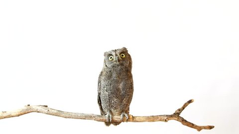 European scops owl (Otus scops) sits on a stick on a white background and opens its wings