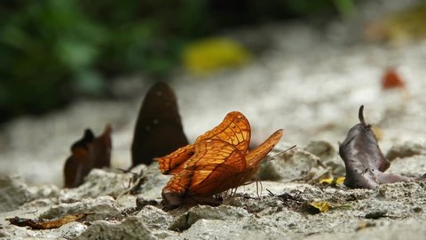 Butterfly, Common Cruiser (Vindula erota)
