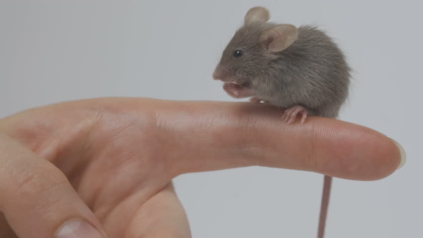 Рука на мышке. Брал в руки мышь. Брал в руки мышь. Живая компьютерная мышь. Мышь маленькая серая.