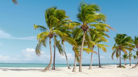 Dominican republic beaches, island beach, The best beaches in the world  / Beautiful palm trees on the shore of the blue sea. Atlantic Ocean, the beaches of Punta Cana. Caribbean turquoise sea water