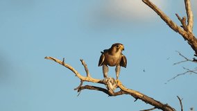 A red-necked falcon (Falco chiquera) eating bird prey, South Africa