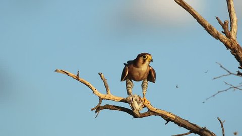 Rednecked Falcon Falco Chiquera Eating Bird Stock Footage Video (100% ...