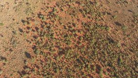 Aerial view of the African savannah with scattered trees on kalahari sands, Northern Cape, South Africa