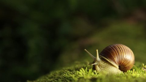A grape snail on a green moss slowly turns its head